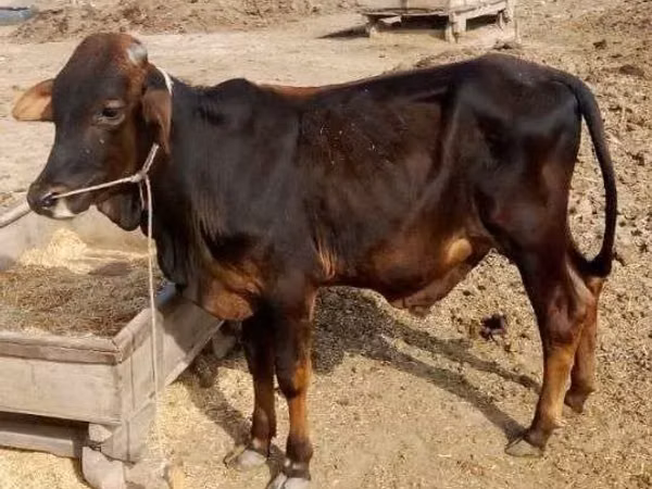 Bull, Cattle — Pakistan