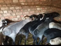 ვერძი, Rhon sheep — ფოტო 5