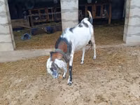 Billy Goat, Goats — photo 5
