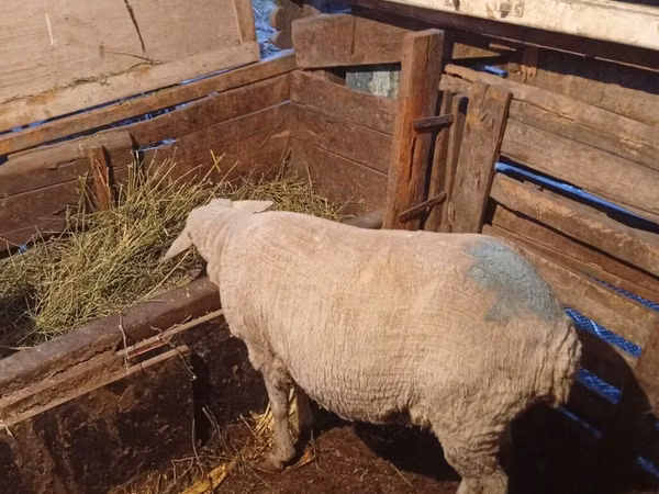 Ram, Merino sheep — Kyrgyzstan
