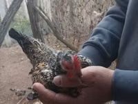 Chickens — foto 3