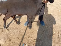 Ram, Rhon sheep — photo 3