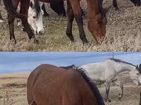 اسب نر, Kazakh horse — عکس 2