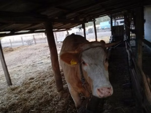 Αγελάδα, Simmental cattle — Ουγγαρία