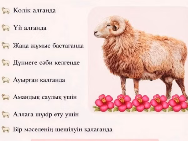 Ram, Sheep — Kazakhstan