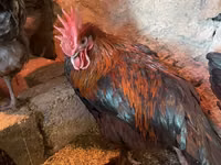 ماران — الصورة 3