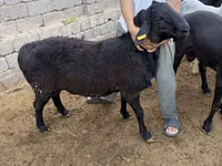 قوچ, گوسفند — عکس 3
