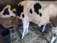 Cow, Holstein breed — photo 5