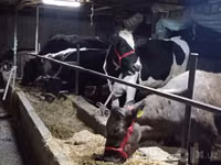 Cow, Simmental cattle — photo 1