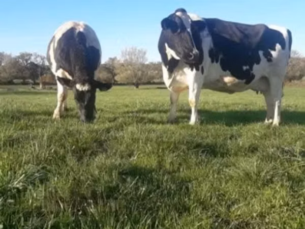 Cow, Holstein breed — United Kingdom