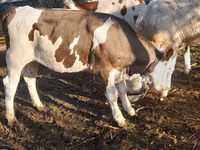 Vache, Bovins — photo 4