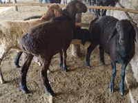 Ram, Sheep — photo 3