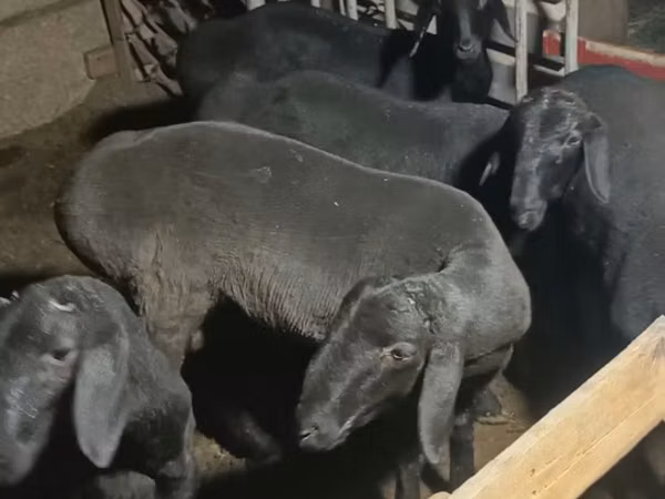 Ram, Sheep — Uzbekistan