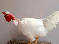 শামো চিকেন — ছবি 4