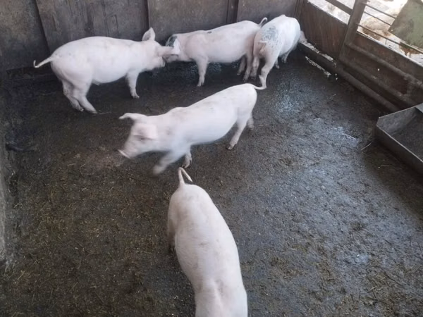 Boar, Pigs
