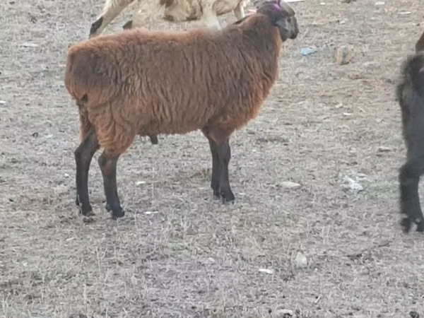 Ram, Sheep — Kazakhstan