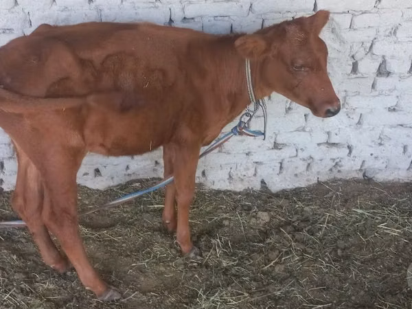 Cow, Cattle — Uzbekistan