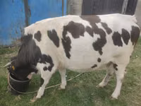 گاو نر, Russian Black pied cattle — عکس 2