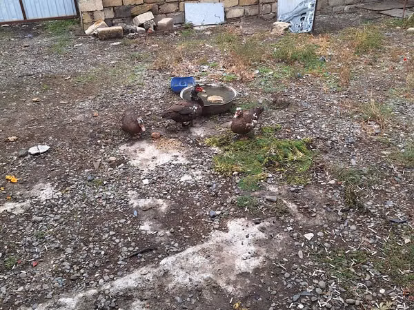 Ducks