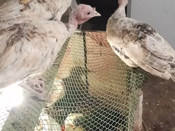 Turkeys