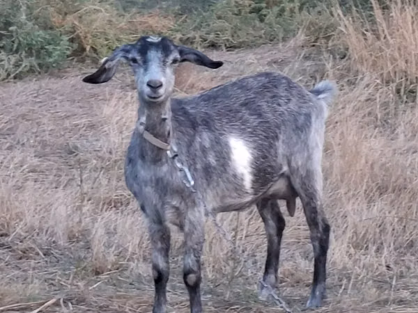 Kambing betina, Goats — Moldova