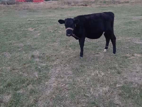 Cow, Aberdeen-Angus — Moldova
