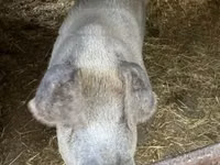 Babi betina, Pigs — foto 1