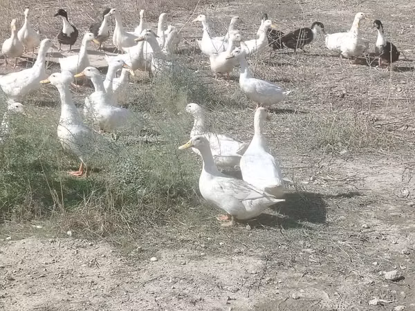 Ducks — Azerbejdżan