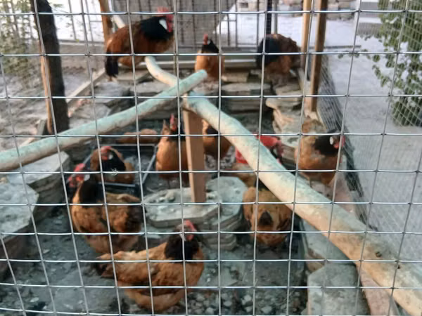 Chickens — কিরগিজিস্তান