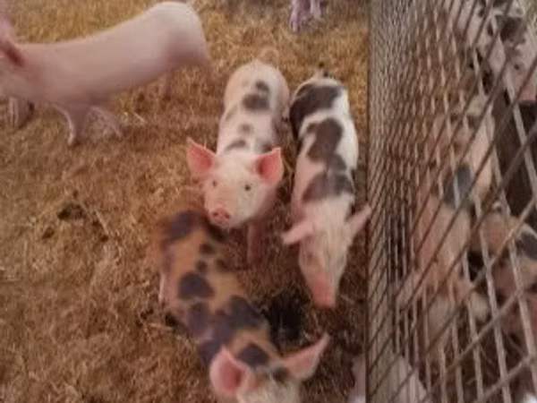 Pigs (batch, sex not specified), Pigs