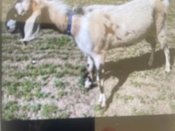 Billy Goat, Nubian Goat