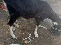 பெண் வெள்ளாடு, Alpine goat — புகைப்படம் 2