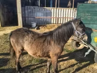 Kuda jantan, Horses — foto 1