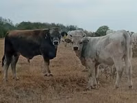 Bull, Charolais cattle — photo 1