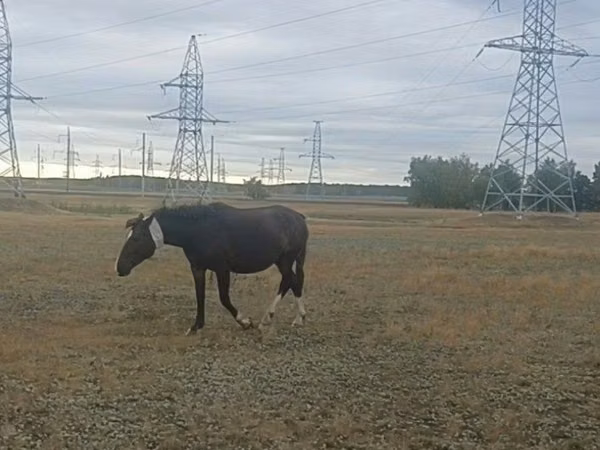 Модиён, Kazakh horse — Қазоқистон
