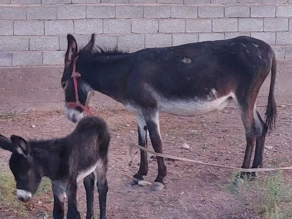 Horse (M), Horses