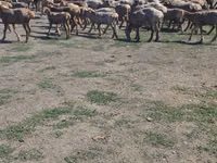Ovan, Hissar sheep — fotografija 3