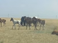 Kuda betina, Horses — foto 2