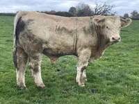 گاو نر, Charolais cattle — عکس 3