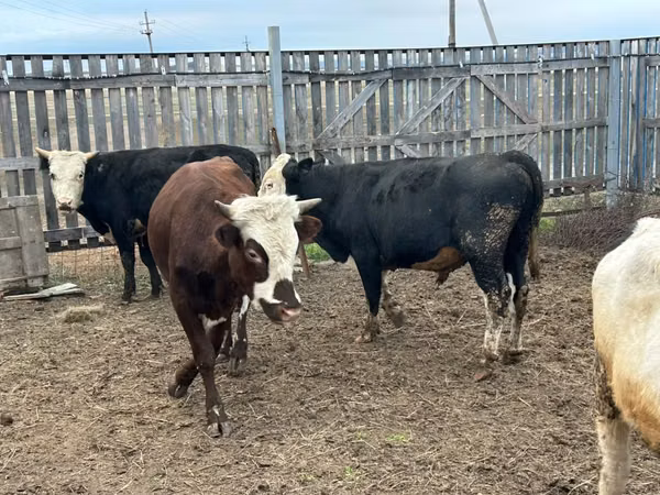 Bull, Kazakh White-headed cow — Kazakhstan