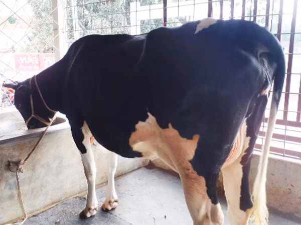 Cow, Holstein breed — Bangladesh