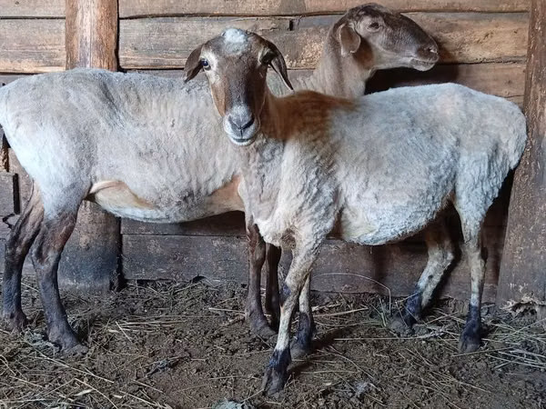 Sheep, Sheep — Kazakhstan