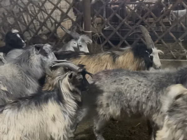 Ri’ dhaddig, Goats