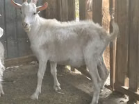 Бузғола, Saanen goat — акс 1