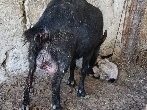 Goat, Goats — Uzbekistan