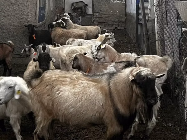 Billy Goat, Alpine goat — Kazakhstan