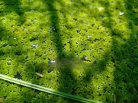 High Quality Azolla Seedling For Replanting — zdjęcie 3