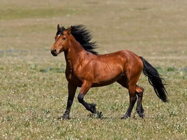 Horse (M), Horses — Kazakhstan