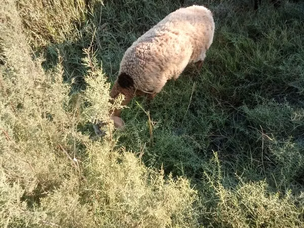 Ram, Arashan sheep — Uzbekistan