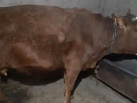 Cow, Cattle — photo 2